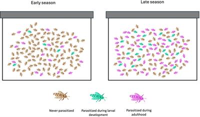 Deadly triangle: honey bees, mites, and viruses